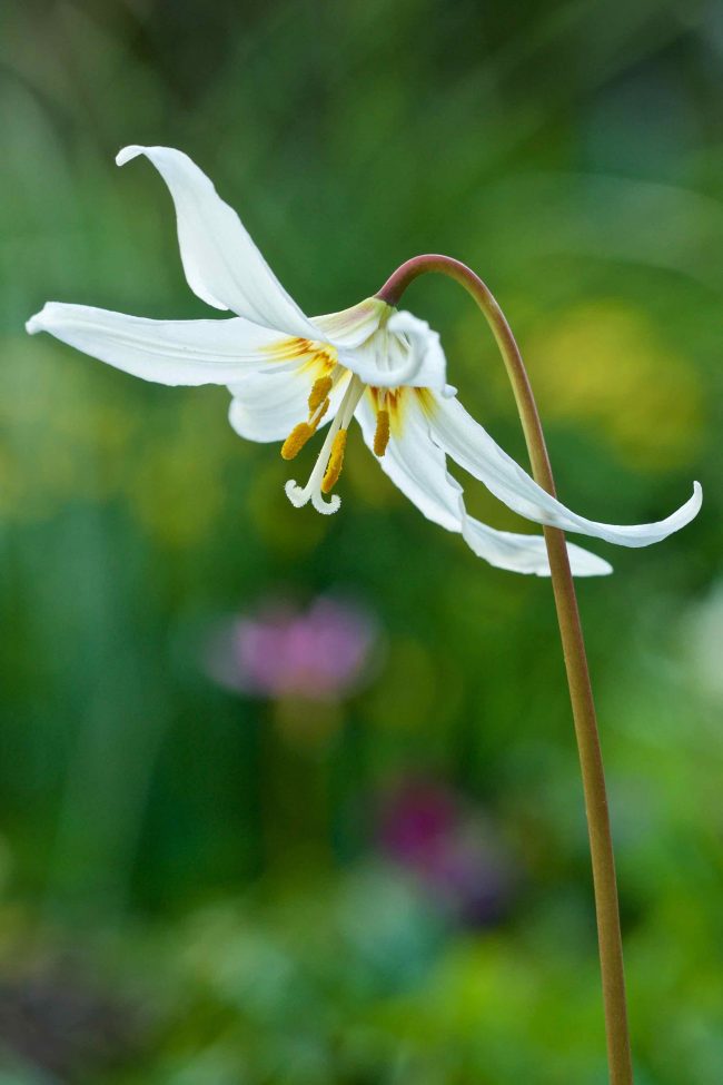 White Fawn Lily/Erythronium oregonum
